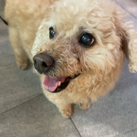 털찐포리님의 진료 후기 이미지 1